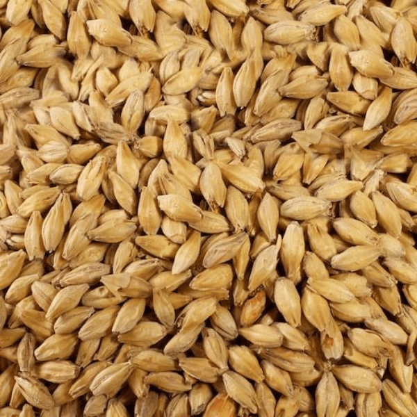 GRAINS - Maris Otter (UK Pale Ale) 55lb - Muntons