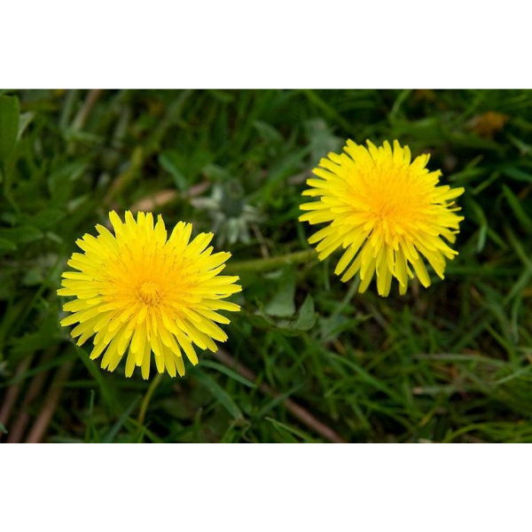 Dandelion Wine Ingredient Kit.