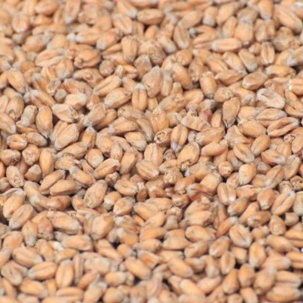 GRAINS - Wheat Malt - 55lb