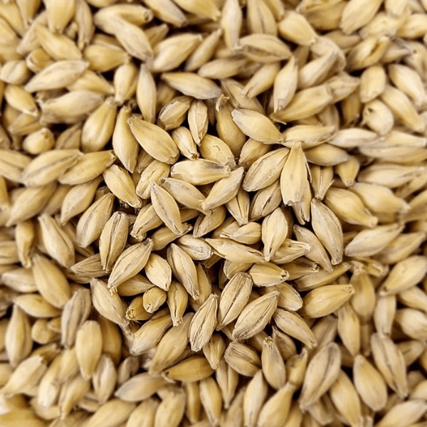 GRAINS - Pilsner Malt - 55lb