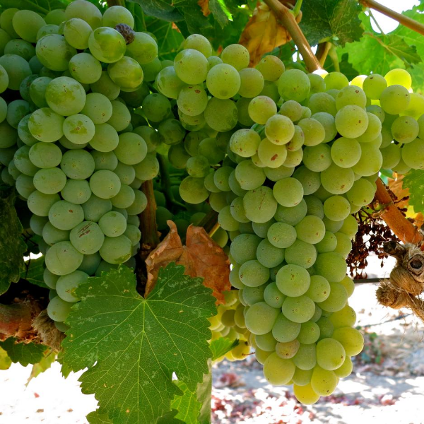 WHITE THOMPSON SEEDLESS GRAPE 42LB