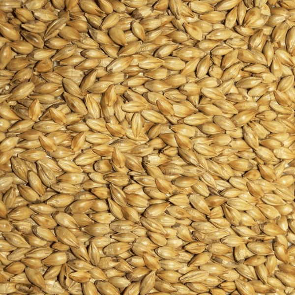 GRAINS - Amber Malt - 5lb